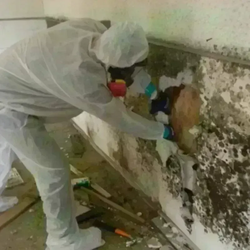 Mold Remediation and Removal in Marion, WI